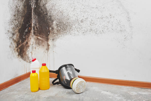 Best DIY Mold Remediation Support Services in St Peter, WI