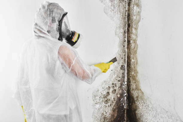 Best Mold Remediation for Schools in St Peter, WI