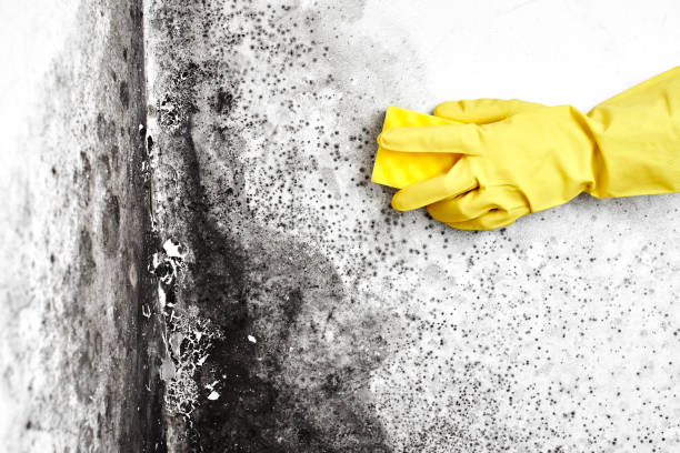 Best Crawl Space Mold Remediation in St Peter, WI