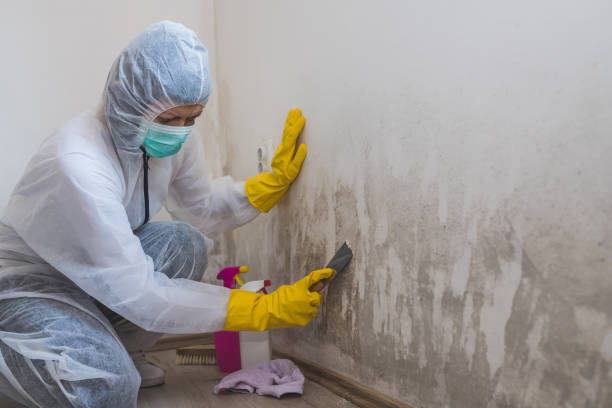 Best White Mold Remediation in St Peter, WI