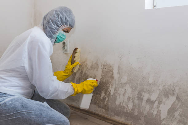 Best Black Mold Remediation in St Peter, WI