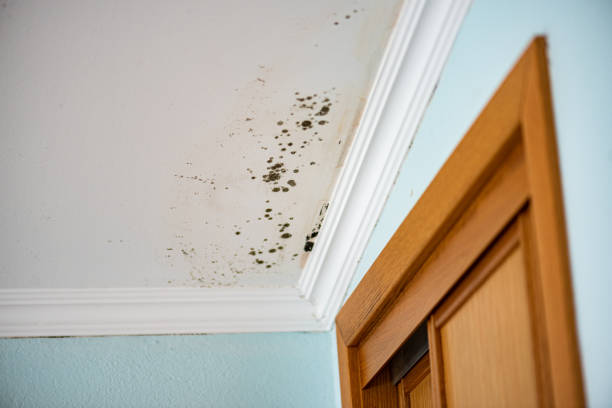 Best Basement Mold Remediation in St Peter, WI