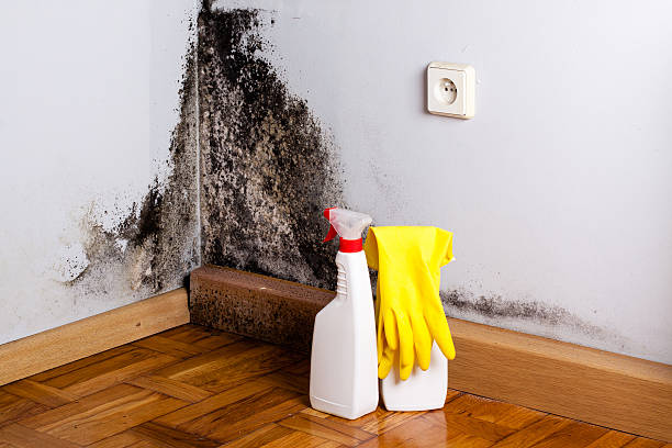 Best Kitchen Mold Remediation in St Peter, WI