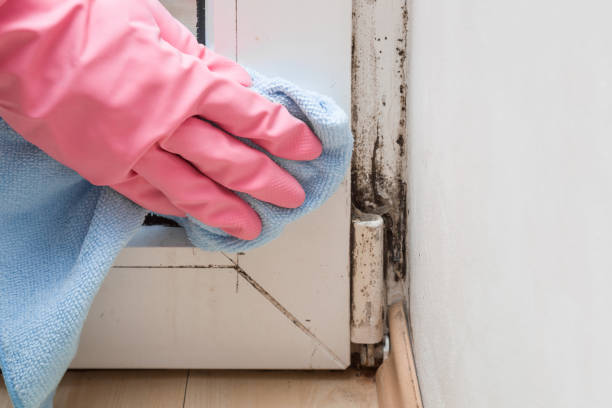 Best HVAC Mold Remediation in St Peter, WI