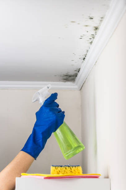 Best DIY Mold Remediation Support Services in St Peter, WI